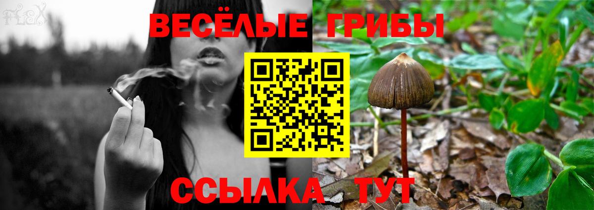 что такое   Псилоцибиновые грибы Psilocybine cubensis  Вход с VPN  Златоуст  Псилоцибиновые грибы Psilocybine cubensis 